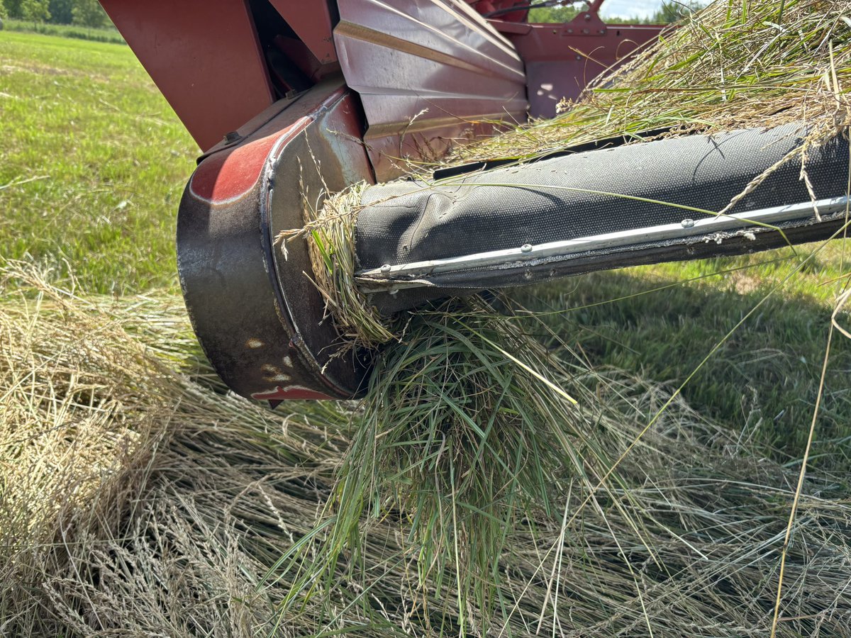 Myhre Land & Cattle (@myhre_hans) on Twitter photo Cutting some <a href="/ImperialSeed/">Imperial Seed</a> Meadow Fescue
Does anybody have the cure for grass wrapping on the canvas rollers? Cutting some <a href="/ImperialSeed/">Imperial Seed</a> Meadow Fescue
Does anybody have the cure for grass wrapping on the canvas rollers?