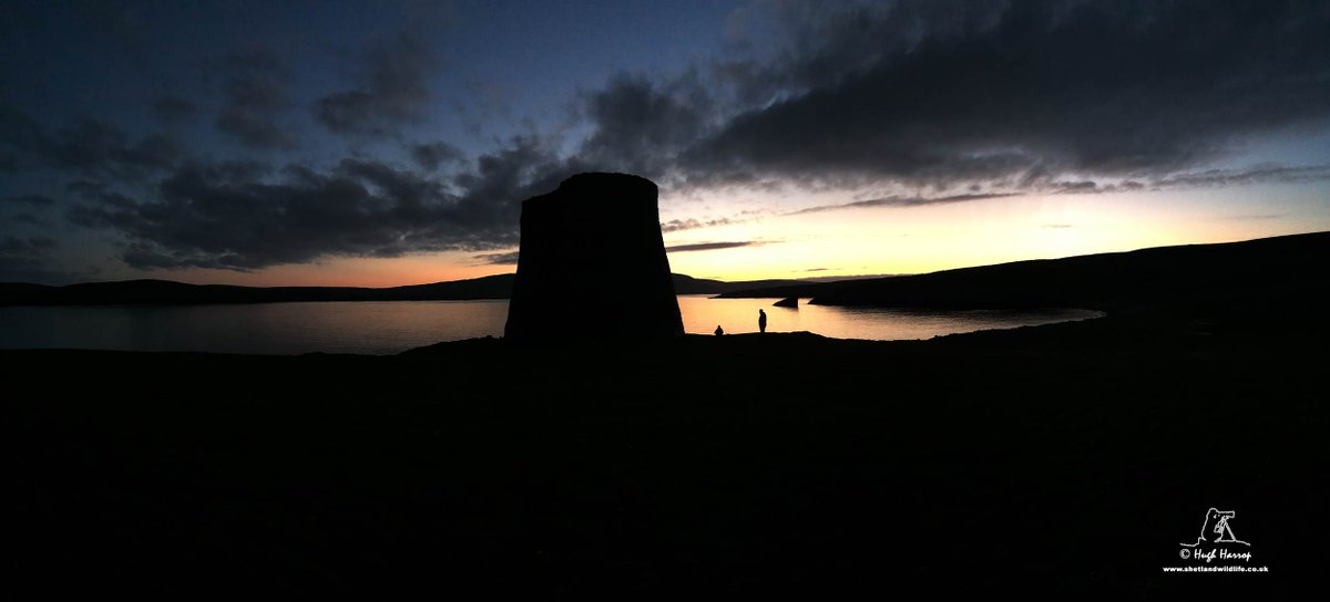 ShetlandWild's tweet image. A few pics from our 5 - 12 July 2025 &apos;Ultimate Shetland&apos; tour with Orcas as one of the highlights. shetlandwildlife.co.uk/holidays/wildl…