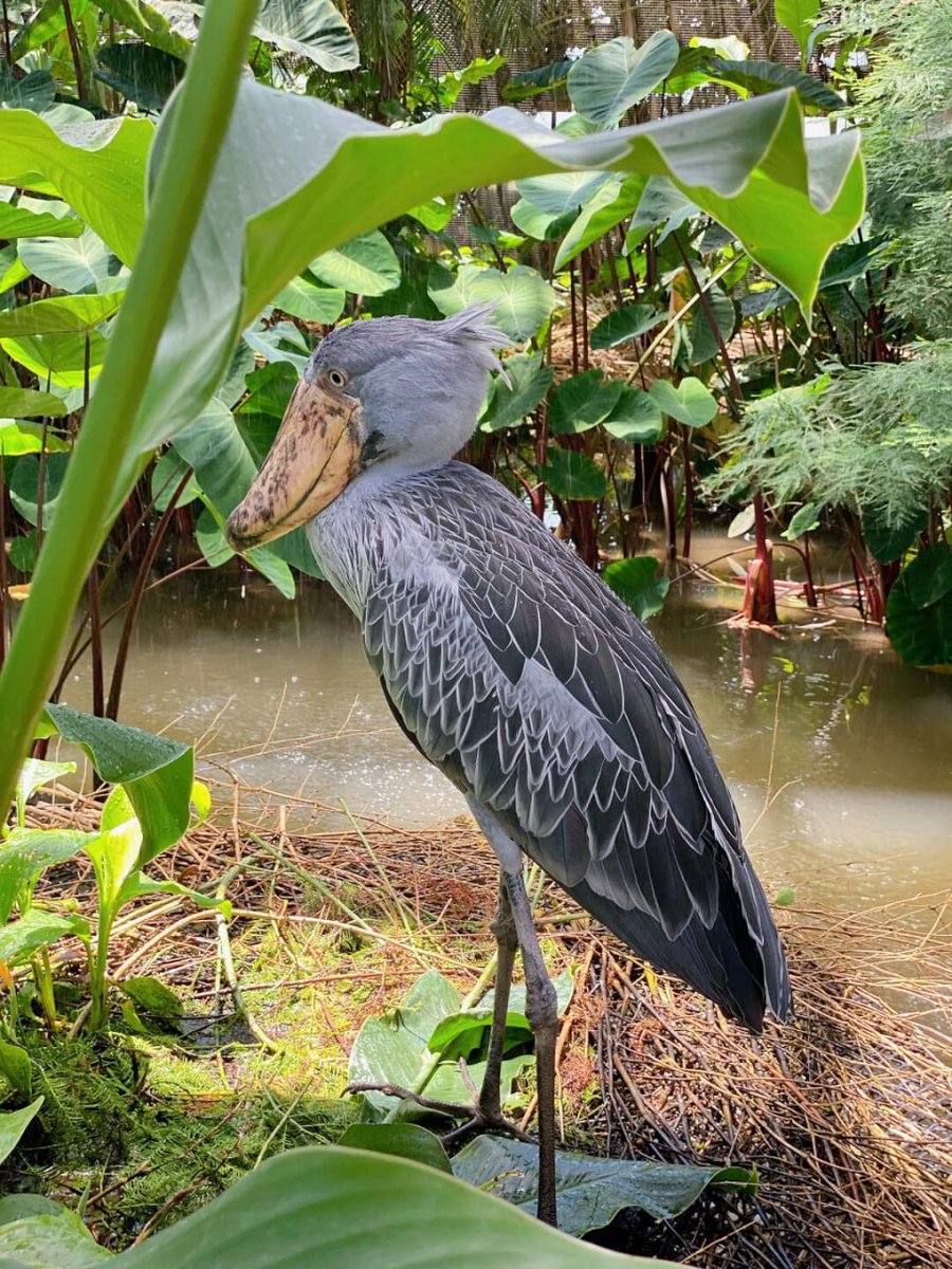 A rare and captivating beauty 🌿 The Shoebill's gaze, truly unforgettable. #NatureWonders #BirdsofPrey #LivingDinosaurs