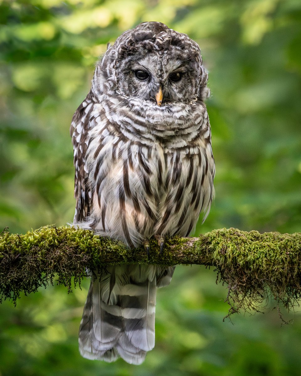 CWF_FCF's tweet image. Le vol de la chouette rayée est presque complètement silencieux en raison de plumes spéciales sur ses ailes. Ceci lui permet donc de s’approcher de ses proies, comme des souris et des oiseaux, sans aucun bruit! #FaitFaunique
📸: Daniel Kehl | #ClubPhotoFCF