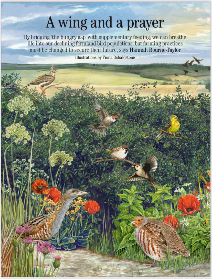 Hannah Bourne-Taylor (@writerhannahbt) on Twitter photo I wrote about *not swifts* in Country Life. (Still birds though!). Pick up the latest <a href="/Countrylifemag/">Country Life</a> & read about farmers helping farmland birds. Thanks <a href="/_BTO/">BTO</a> <a href="/FarmlandBirds/">FarmlandBirdAidNetwork</a> <a href="/jake_fiennes/">Jake Fiennes</a> <a href="/RealFarmED/">FarmED</a> I wrote about *not swifts* in Country Life. (Still birds though!). Pick up the latest <a href="/Countrylifemag/">Country Life</a> & read about farmers helping farmland birds. Thanks <a href="/_BTO/">BTO</a> <a href="/FarmlandBirds/">FarmlandBirdAidNetwork</a> <a href="/jake_fiennes/">Jake Fiennes</a> <a href="/RealFarmED/">FarmED</a>
