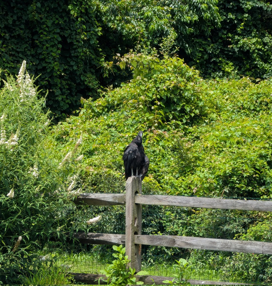 It was so hot that a vulture came and sat on my fence watching us, hoping one of us would drop from the heat and be lunch.