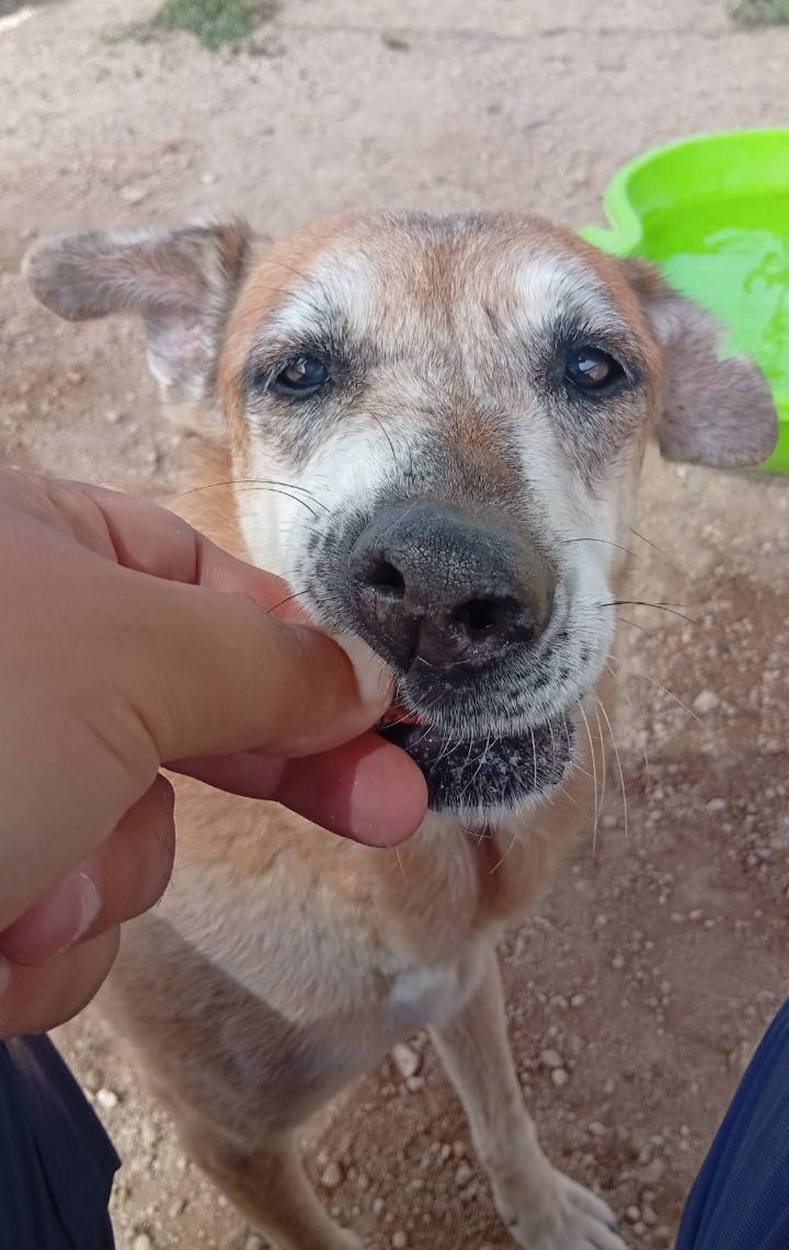 #Tenerife
#SKYLA tiene 15 años. Es una abuelita muy buena, noble y alegre. Sociable y muy tranquila.

Le encanta la compañía y los paseos. También los premios. Es muy cariñosa con todo el mundo.

Actualmente, convive con dos perros machos y se lleva bien, pero ha tenido algún