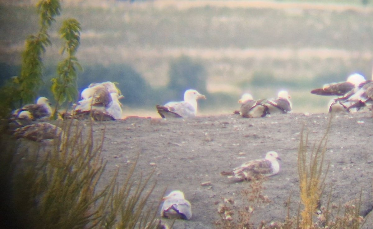 Daniel Langston (@dlangstonbirder) on Twitter photo 3 Caspian Gulls (1s, 2s and 3s) plus 11+ YLG of all ages at Leadenham Quarry / landfill this afternoon.
<a href="/Lincsbirding/">Lincsbirding</a> 3 Caspian Gulls (1s, 2s and 3s) plus 11+ YLG of all ages at Leadenham Quarry / landfill this afternoon.
<a href="/Lincsbirding/">Lincsbirding</a>