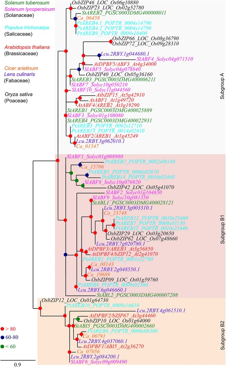 Identification and expression of the AREB/ABF/ABI5 subfamily genes in chickpea and lentil reveal major players involved in ABA-mediated defense response to drought stress.

Basso, M.F., Iovieno, P., Capuana, M. et al.  Planta 262, 22 (2025).
➡️rdcu.be/eww67