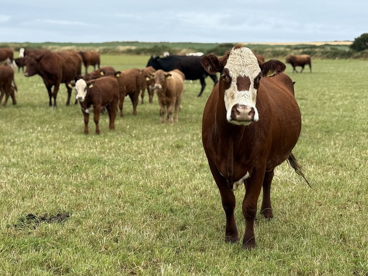 Rhianpricemedia's tweet photo. Fantastic three days judging @FarmersWeekly Beef FOTY with @Dylancastellior and @jhagriadvisor Over 1,000 miles covered, from York to West Wales and Cornwall! Congrats to all finalists @huw_bryn @TheFarmingVet and Mike Powley. https://t.co/UjNRYvBfk3