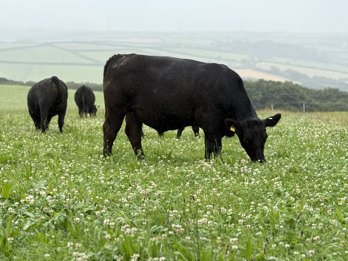 Rhianpricemedia's tweet photo. Fantastic three days judging @FarmersWeekly Beef FOTY with @Dylancastellior and @jhagriadvisor Over 1,000 miles covered, from York to West Wales and Cornwall! Congrats to all finalists @huw_bryn @TheFarmingVet and Mike Powley. https://t.co/UjNRYvBfk3