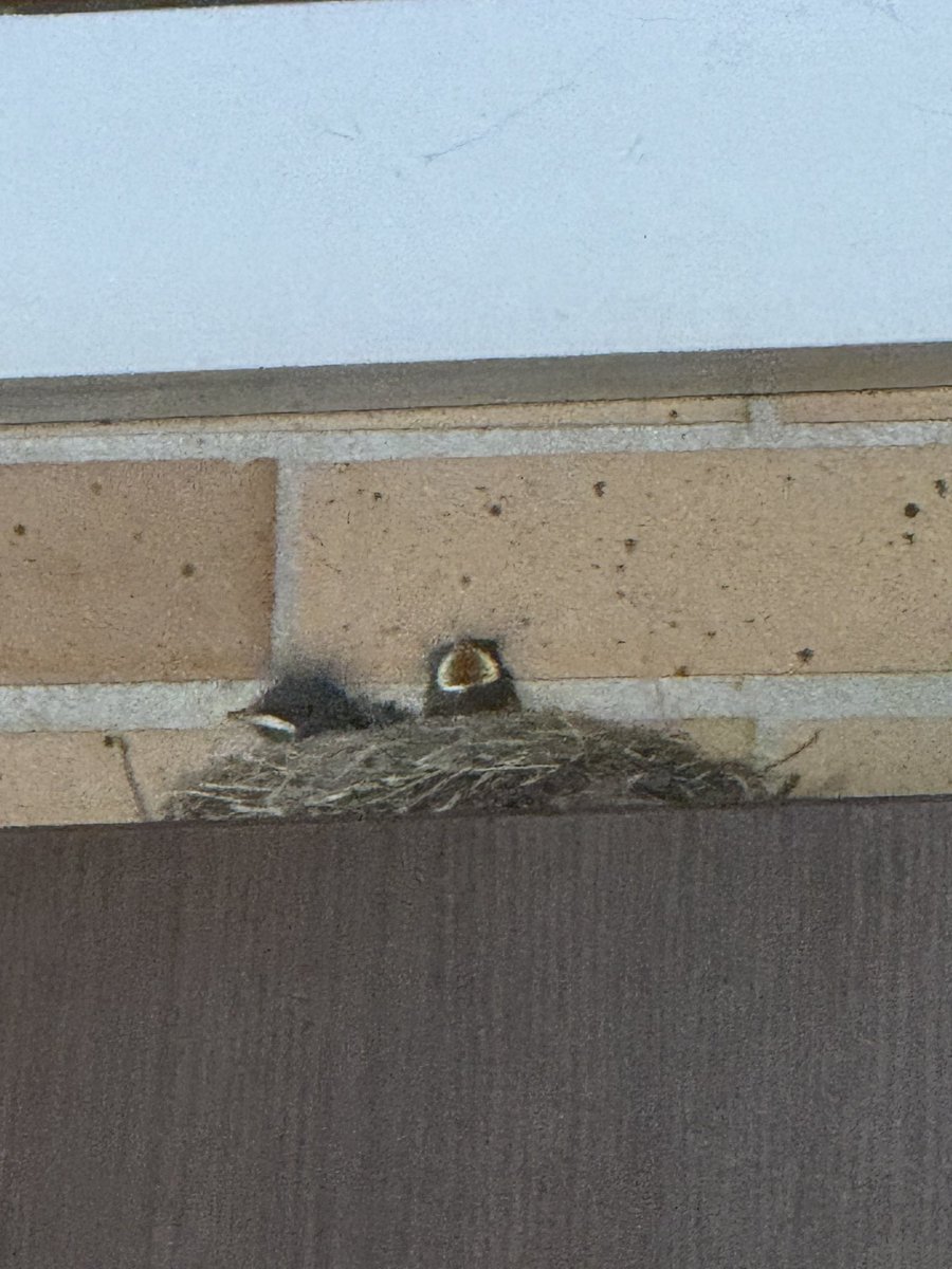 MartaPastor's tweet image. Daoiz y Velarde no paran de crecer … #nidos #pajarines