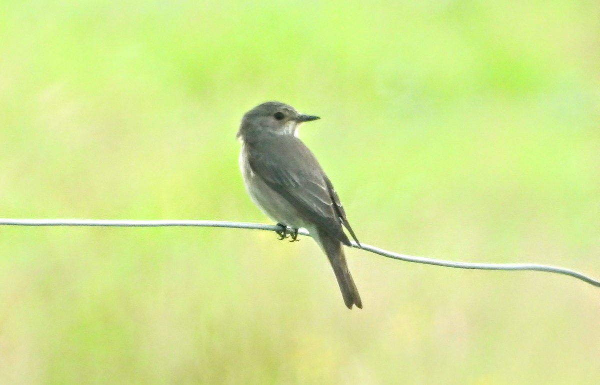 A Spotted flycatcher beside Stirling Road, on the way to Drymen