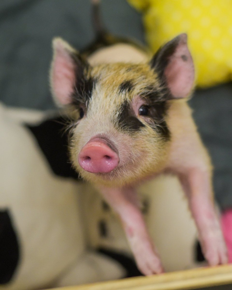 "I love animals!"

"All animals?"

"Yes! All animals."

"What about me?"