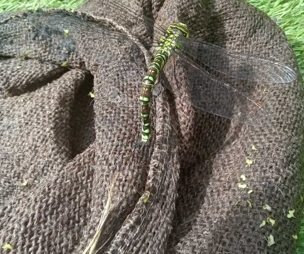 MilfordPreSchoolPlus tweet media