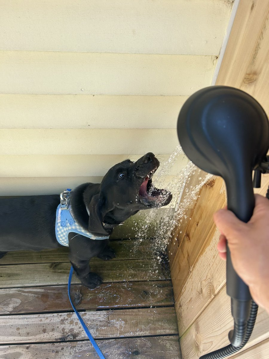 ChuckHodl's tweet image. Loving Germany but missing my boy 😢
Shoutout to the wifey for dealing with this land shark solo ♥️
