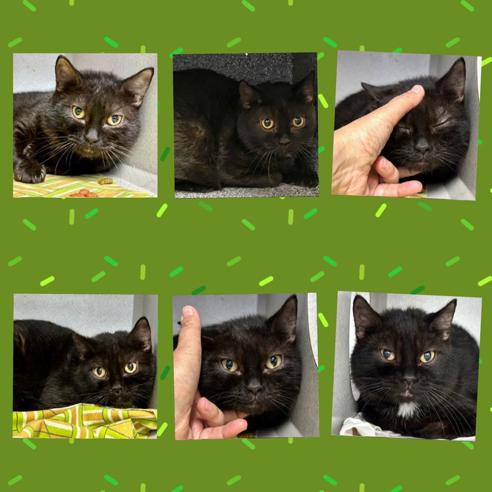Kimberlykokourt's tweet photo. BRADY NEEDS A PLACEMENT BY THURSDAY JULY 17, 2025 BY 12PM: Hello, my name is Brady. #brady:  #ID228350. I am a male black #cat at the #ManhattanACC. The shelter thinks I am about 1 years 1 months 1 weeks old. #CatsOfX #NYCACC #Donate #Adopt #Foster #SaveBrady #Rescue #Pledge RT https://t.co/B9ZAJ7hrVk