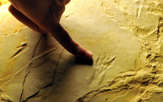 Paléontologie tweet media