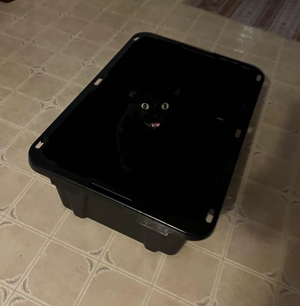 Black cats are not bad luck (@visualscat) on Twitter photo 