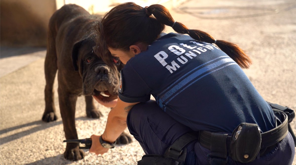 🔥 Hier au feu sur les hauteurs de l’Estaque, agents scootéristes et BTP Nord ont évacué plusieurs riverains… et sauvé un cane corso🐶 piégé dans un jardin.
💧Ils ont inondé le sol pour le protéger avant de revenir avec les moyens adéquats pour le sortir de sa situation