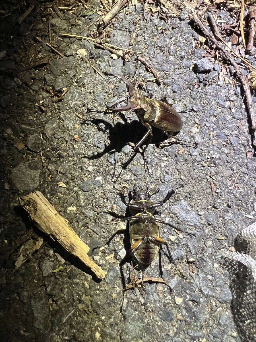 ZebraDoveLab's tweet photo. ミニペア
#ミヤマクワガタ
#Lucanus https://t.co/7hLC3CTigH