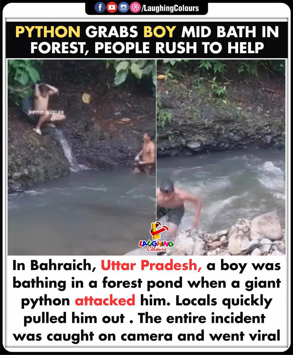 LaughingColours's tweet image. Python Attack Shocks All 🐍

#BahraichIncident #UttarPradeshNews #PythonAttack #ForestPondRescue #ViralVideo #WildlifeEncounter