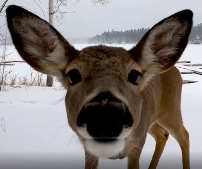 IAmADeerLover's tweet photo. This deer stares at gay people https://t.co/Ebjtm8Ifu2