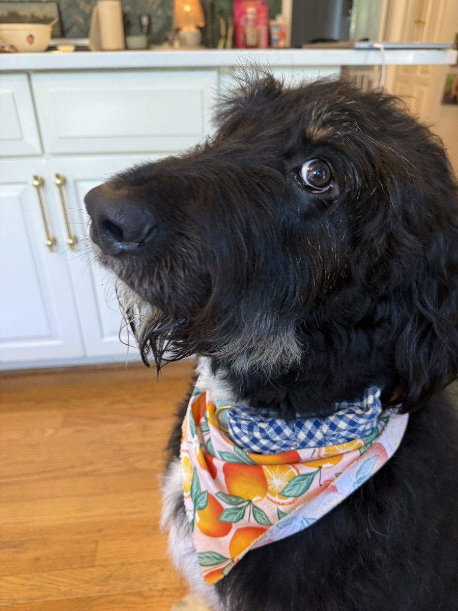 Moose “the silly goose” Tapper tweet media