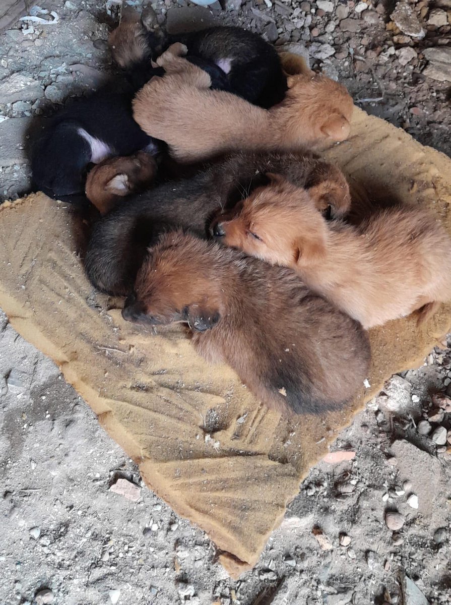 Así duermen en el piso con estos fríos 
Por favor necesitamos cubrir los traslados para salvarlos a todos, tenemos animales con moquillo  también $180 mil pesos!
Es mucho sin ayuda 
Alias patitasbudge mp 
Alias PATITASBUDGEOK 
Magdalena caceres