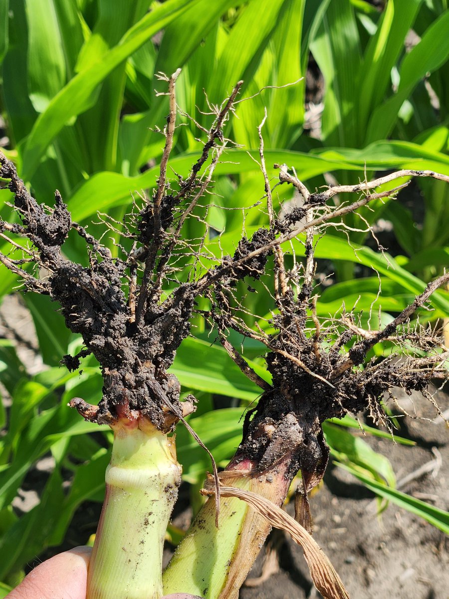 Looks like extended diapause rootworm  problems could be more prevalent in MN corn  this year.