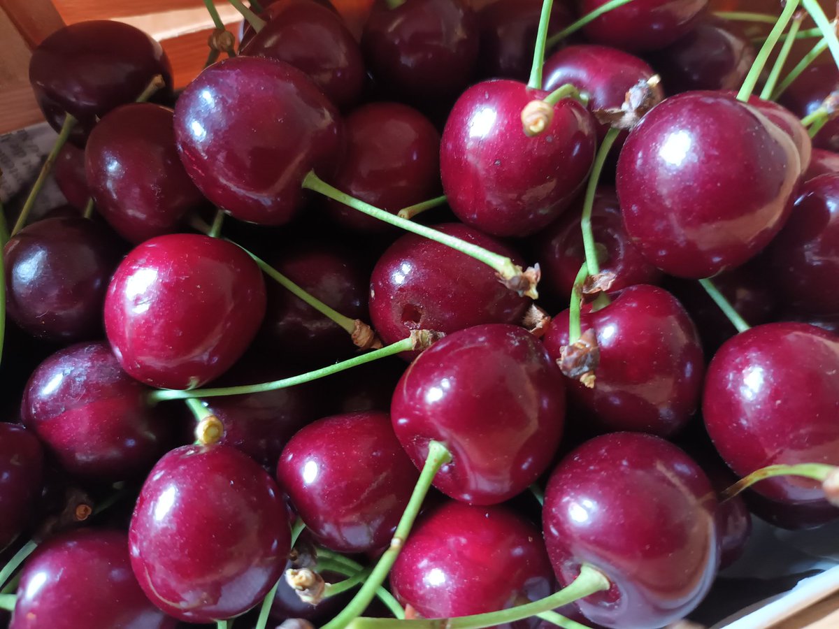 kristallnaach's tweet image. Mmhh..#Kirschbaum #Systemrelevant
Nachbar's #Kirschen 🍒 #Gärtchen25