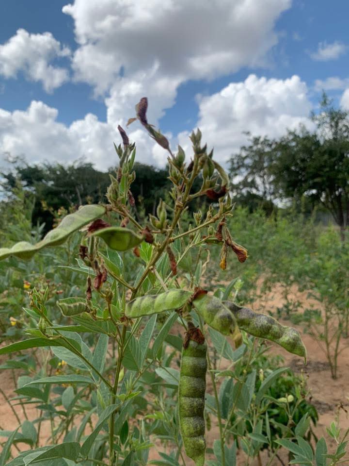 Kariks Meats and Farm tweet media