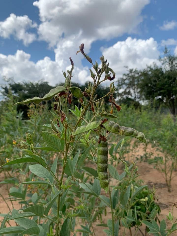 Kariks Meats and Farm tweet media