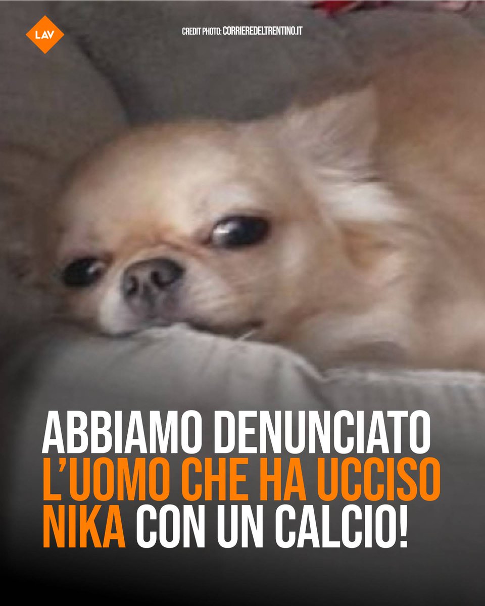 Trento: la cagnolina Nika è stata brutalmente uccisa con un calcio in pieno centro. Lo Sportello #LAV contro i maltrattamenti sugli animali ha depositato denuncia per chiedere giustizia e punire il responsabile di questo orribile gesto!👉lav.it/news/segnalazi…