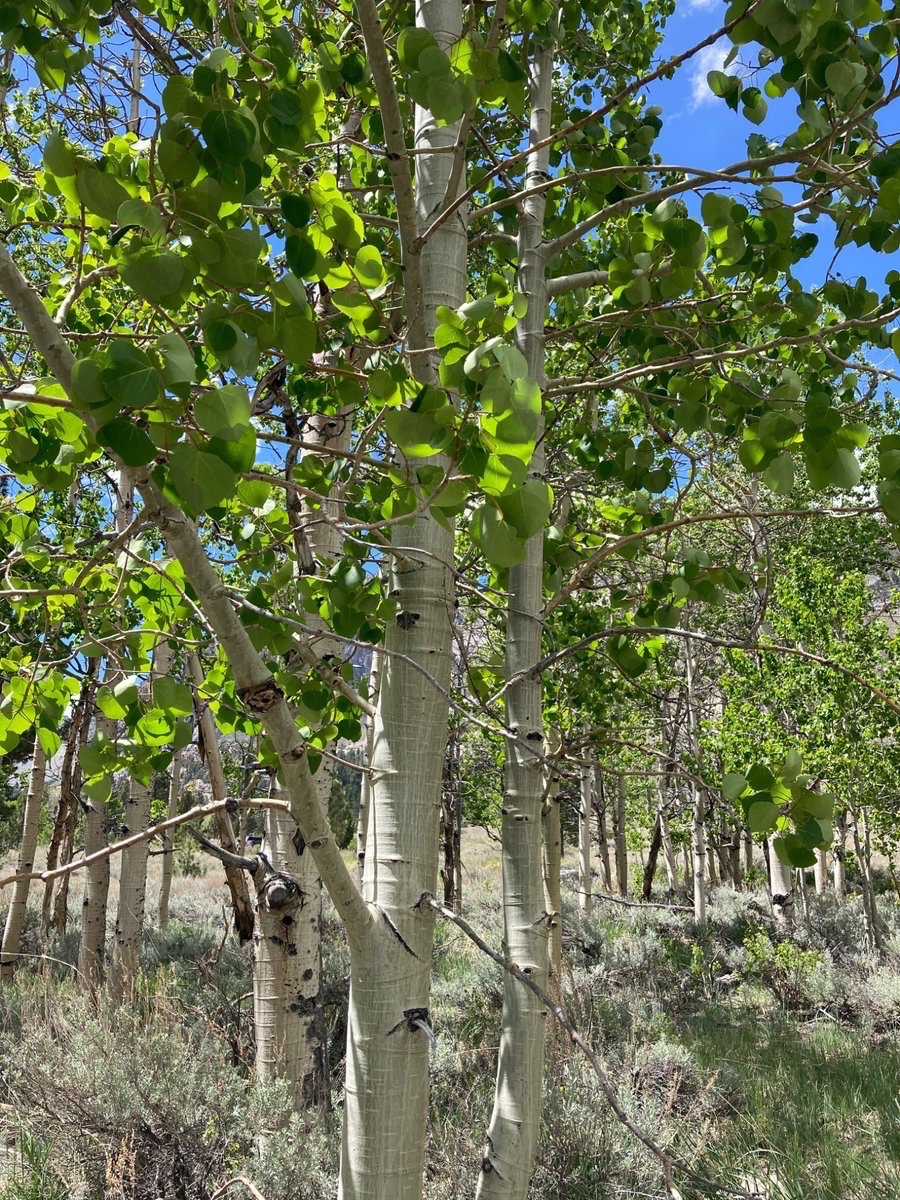 wildcreativity's tweet image. Aspen leaves flutter
on the wings of wind
summer breeze.
#haiku