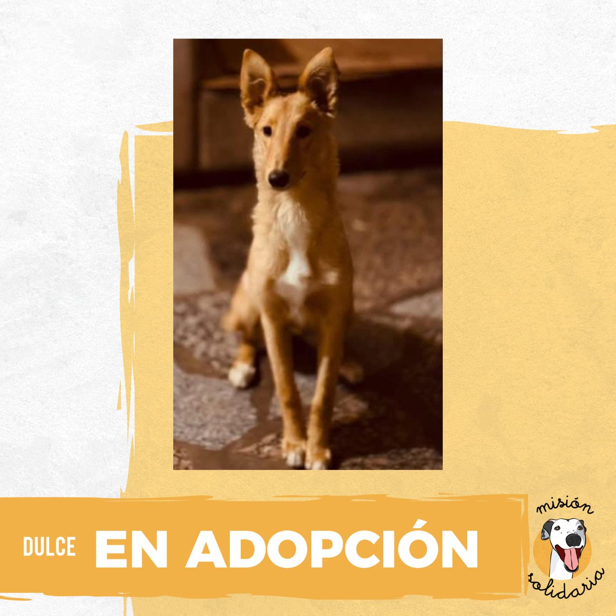 Dulce es una perrita de 8 meses, va a ser de tamaño mediano y está lista para llegar a tu casa para llenarte de amor para siempre.
Zonas GBA y CABA.
Queres adoptarla? Escribime!
misionsolidariatwitter@gmail.com
Asunto: Dulce de leche