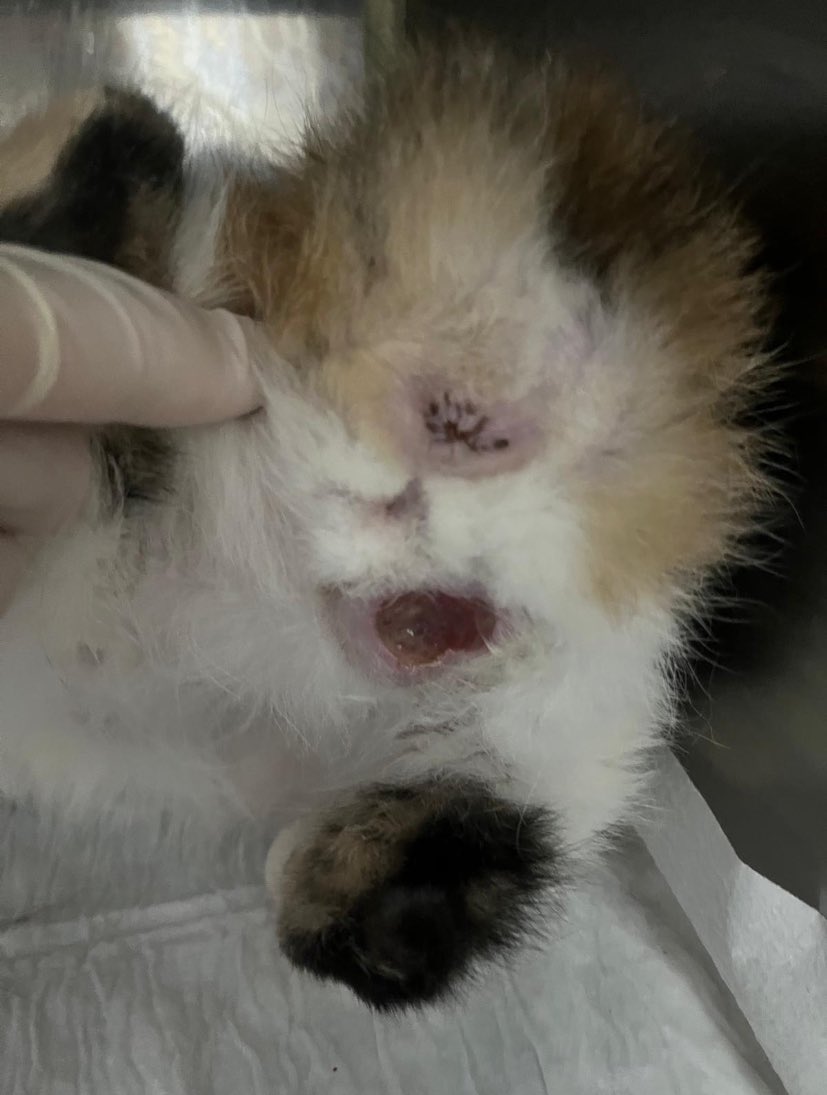 Kuyruksuzum.. kanserle deli gibi savaşan ve 3 kere ameliyat olmuş bebeğimin poposunda ve gözünce yine kanser nüksetti. Tanıdığımız bir beyfendi dükkanına almıştı, kalan 1-2 yıl ömrünü orada geçirecekti ama durumu kötüleşince yine kliniğe girdi. Alta güncel halini ekleyeceğim ama