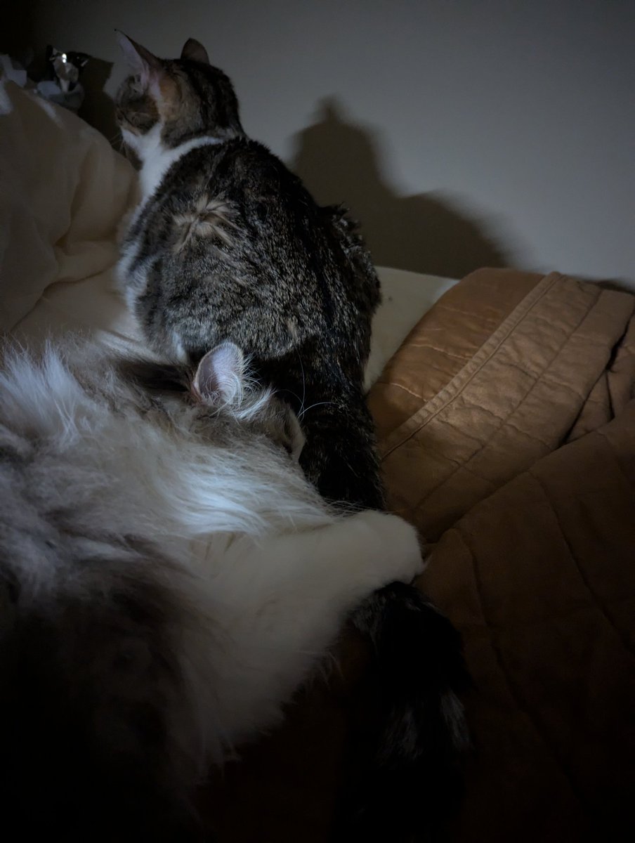 moses_collin's tweet photo. @hollsbeauti He likes playing with the other ones tail https://t.co/3alQCq8HrO