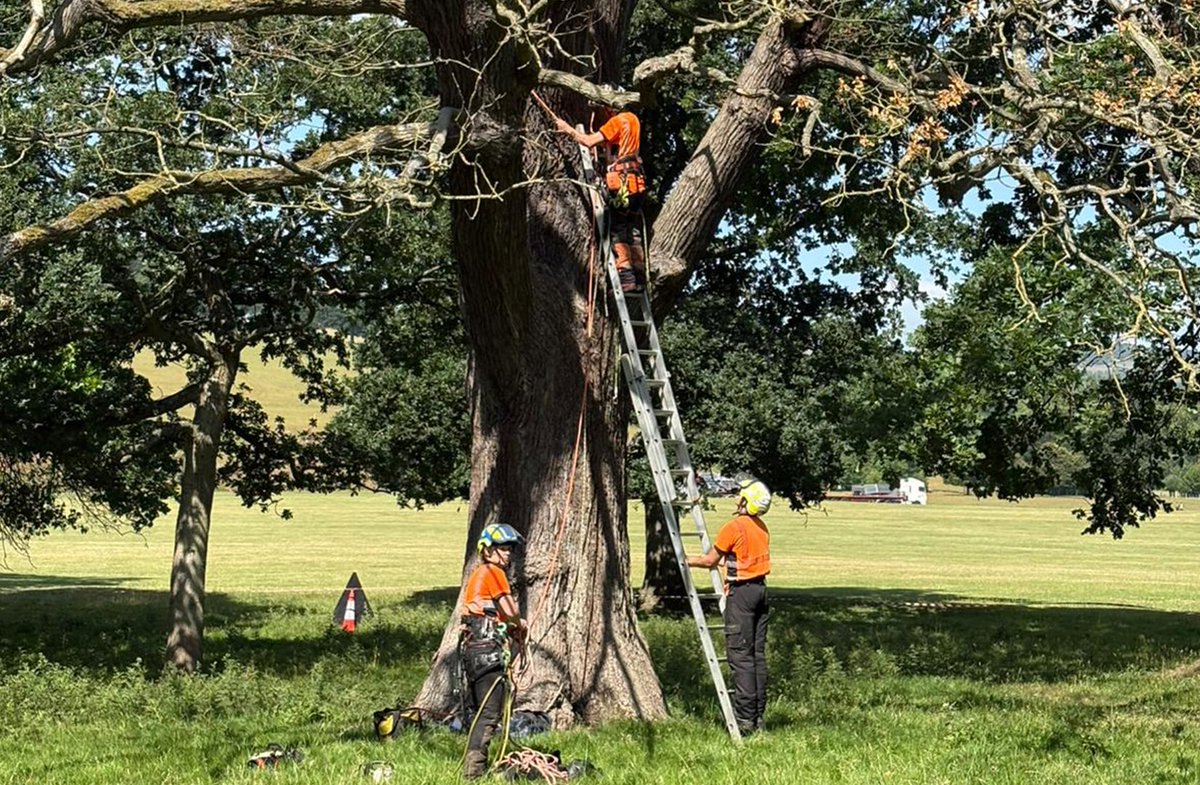 TheICF's tweet image. Great to be at Chatsworth Estate for our Early Career Professionals Study Tour this week 🌞
From woodland establishment to sustainable estate management and sawmill operations, it was an excellent opportunity for early career professionals to meet and learn from the experts.
