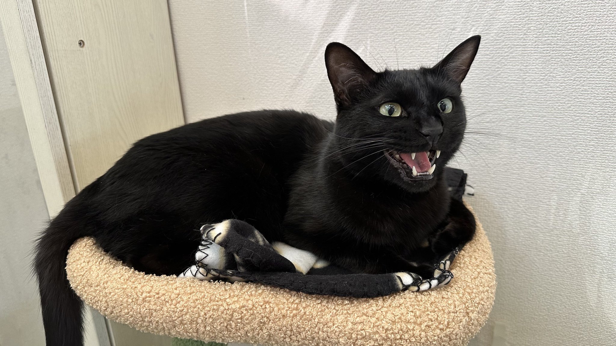 黒猫 黒猫トニー on X: 