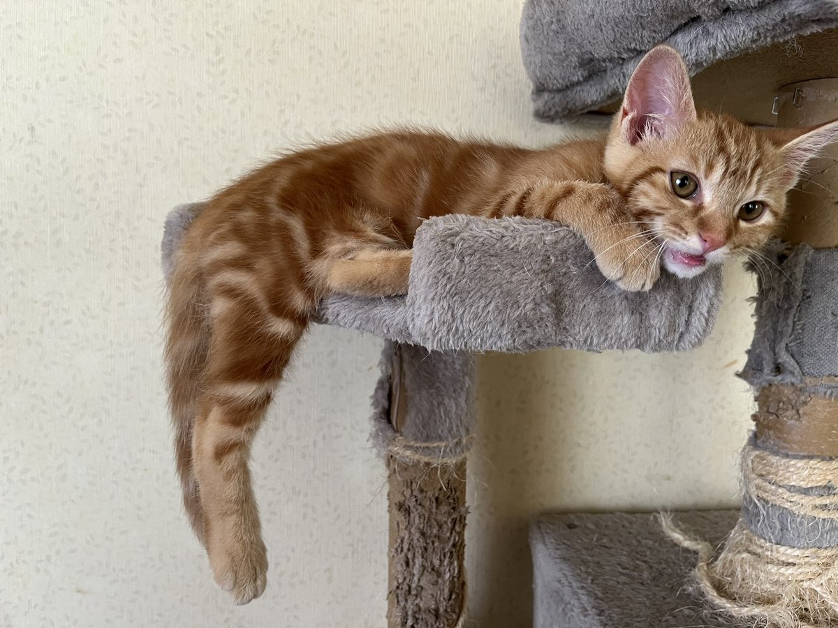 おくつろぎされとります

後ろ足が落ちそうだけど