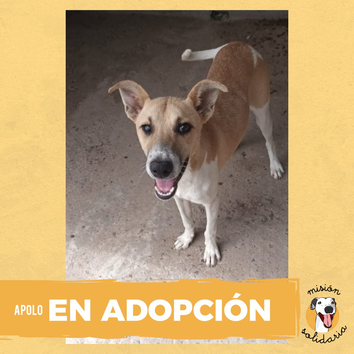 Apolo tiene 3 años, está vacunado, desparasitado y castrado. Es de tamaño mediano y busca una casa donde lo llenen de mimos.
ZONAS CABA Y GBA
Queres adoptarlo? Escribime!
misionsolidariatwitter@gmail.com
Asunto: Apolo a la luna
