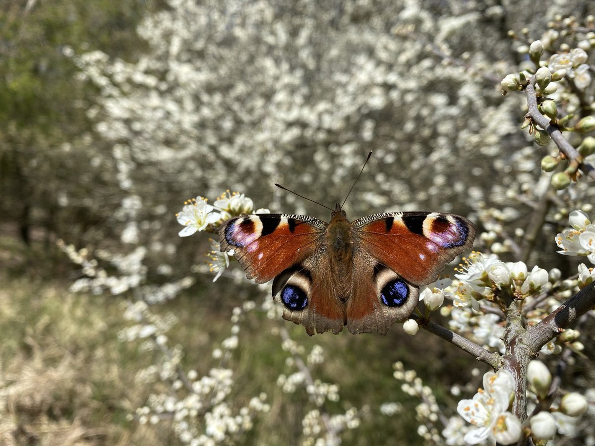woodland wanderer (@trishglenn) on Twitter photo <a href="/AndrewPBF/">Andrew Thomas</a> <a href="/Cornwall_BC/">Cornwall Butterfly Conservation</a> <a href="/savebutterflies/">Butterfly Conservation 🦋</a> It looks like I’ve got a paper cutout that I place everywhere.. 😂 <a href="/AndrewPBF/">Andrew Thomas</a> <a href="/Cornwall_BC/">Cornwall Butterfly Conservation</a> <a href="/savebutterflies/">Butterfly Conservation 🦋</a> It looks like I’ve got a paper cutout that I place everywhere.. 😂