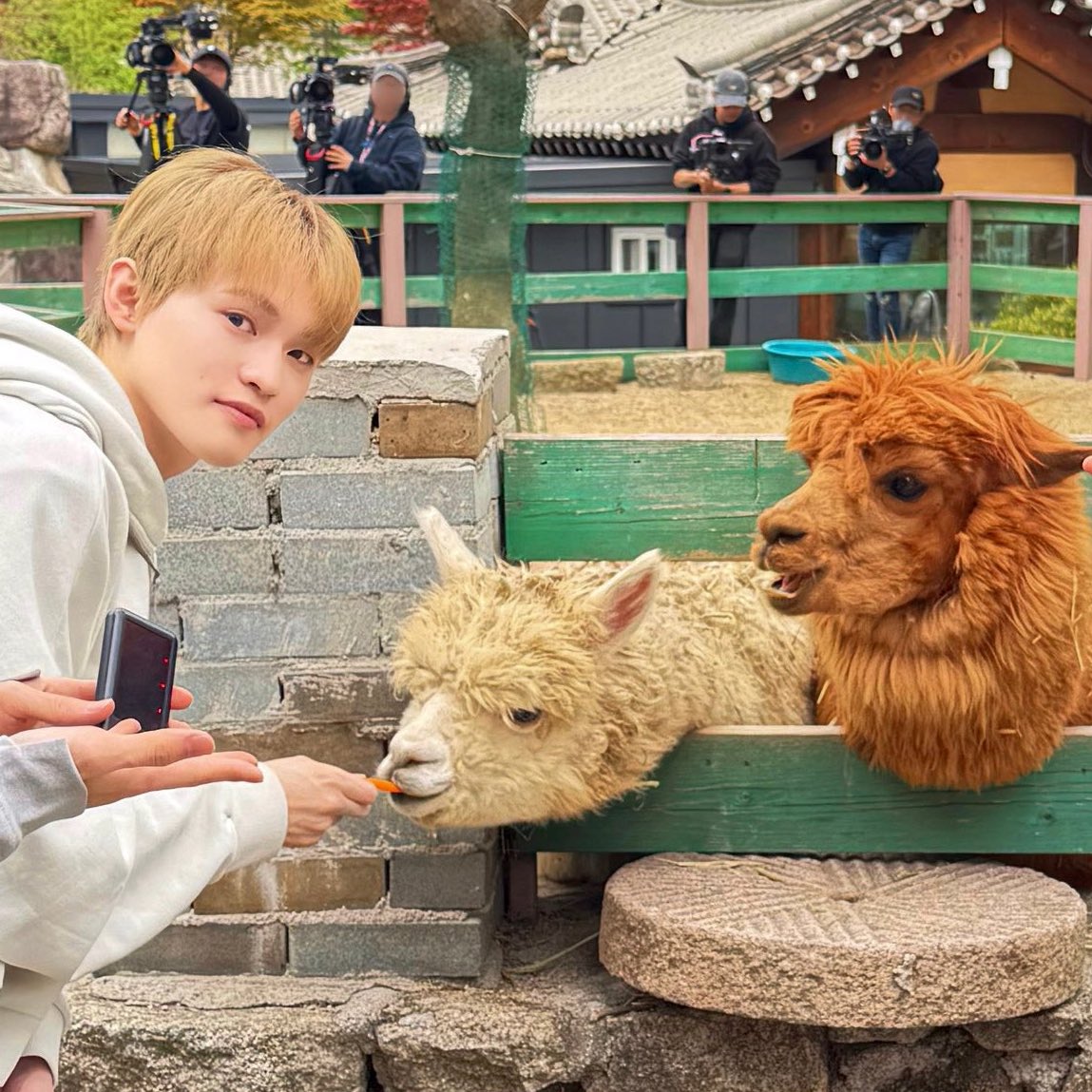 even the alpacas love chenle