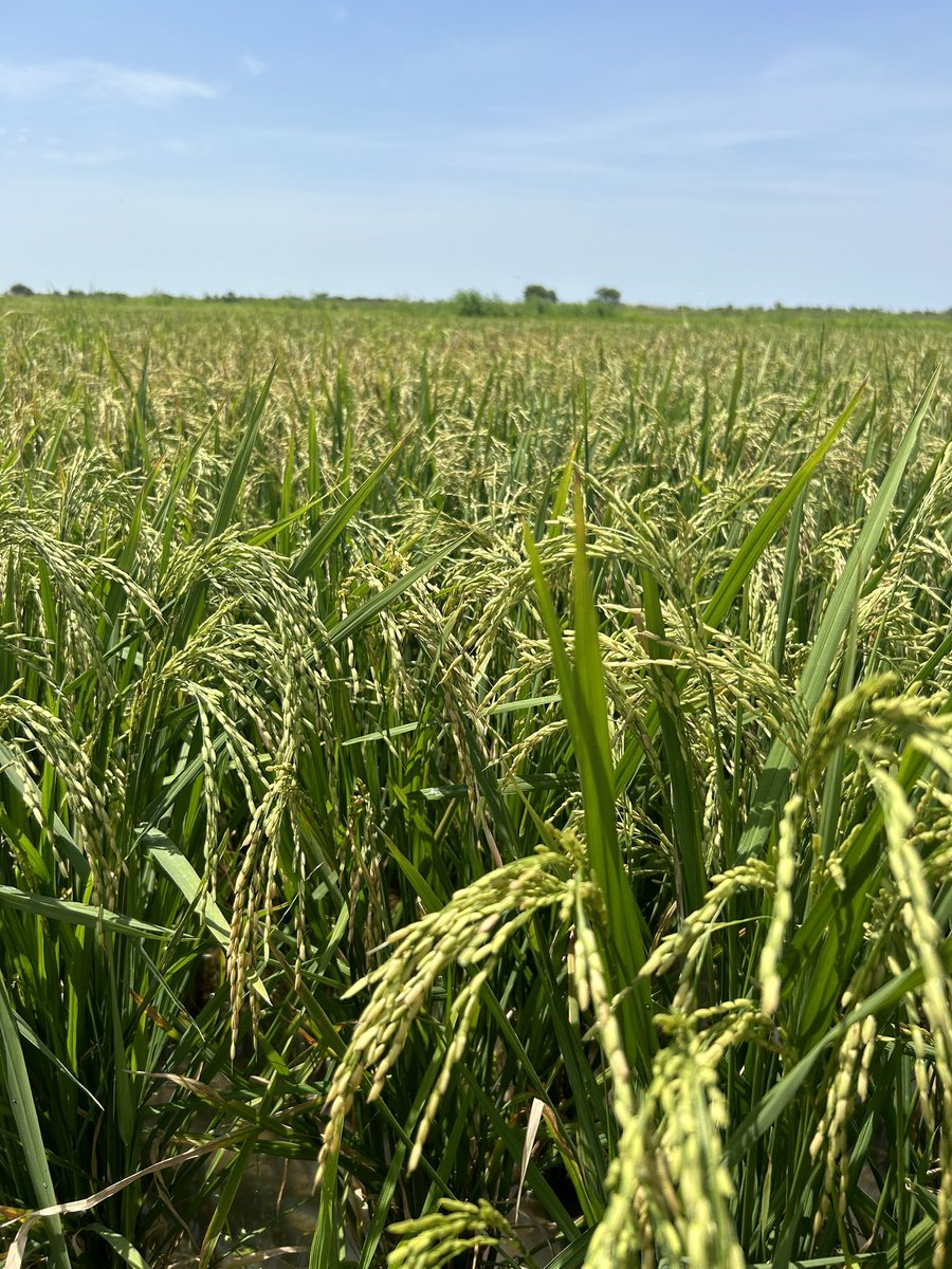 Bakelet david Lelengue (@bakelet61086) on Twitter photo 