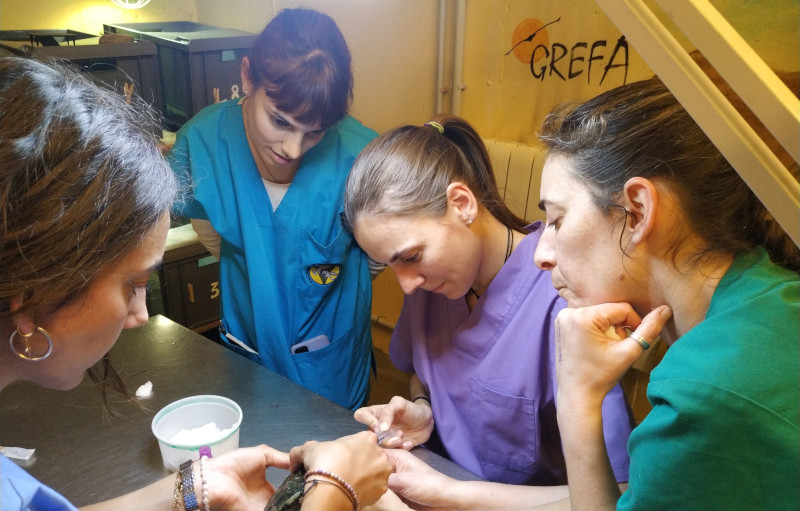 GREFA_Fauna's tweet photo. 📣 Ya puedes inscribirte a una nueva edición del curso “Técnico de centros de recuperación, reproducción y reintroducción de #fauna salvaje” 🦊🦅, organizado por la Facultad de Veterinaria de la Universidad Complutense de Madrid (UCM) y GREFA.

🔗 Más: https://t.co/gLppounQVX https://t.co/7unXGjriCg