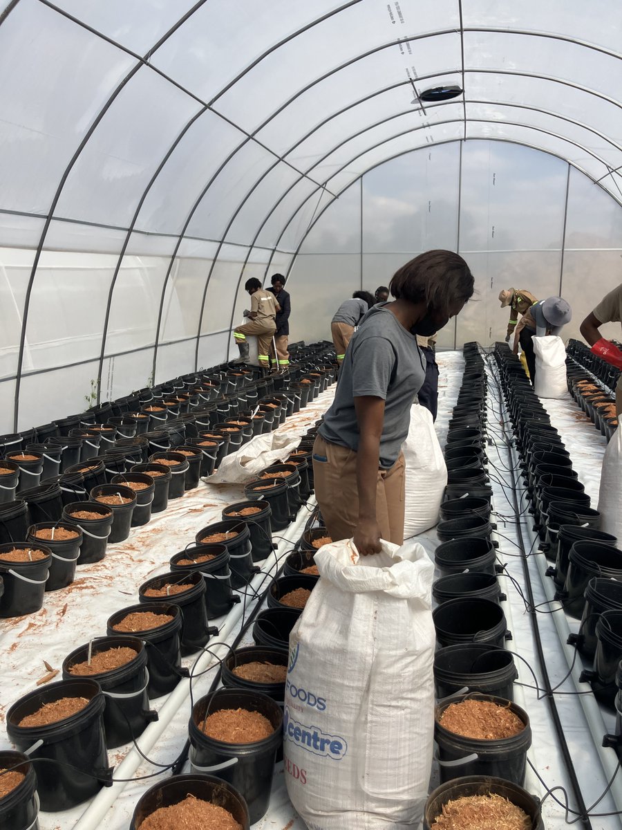 SwissEmbZim's tweet image. 🌱 From Soil to Soilless!
Swiss-supported Wenashe Farms is pioneering solar-powered hydroponics in Ruwa, saving 90% water, empowering women, and boosting climate-smart farming!
👏 Proud to back this game-changing innovation!
@EEP_Africa 
#SwissInZimbabwe  #Hydroponics #