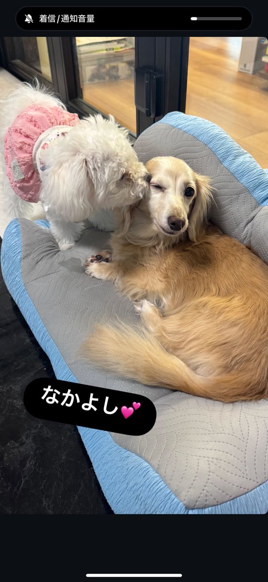 Kyoko (@hananinorion) on Twitter photo 