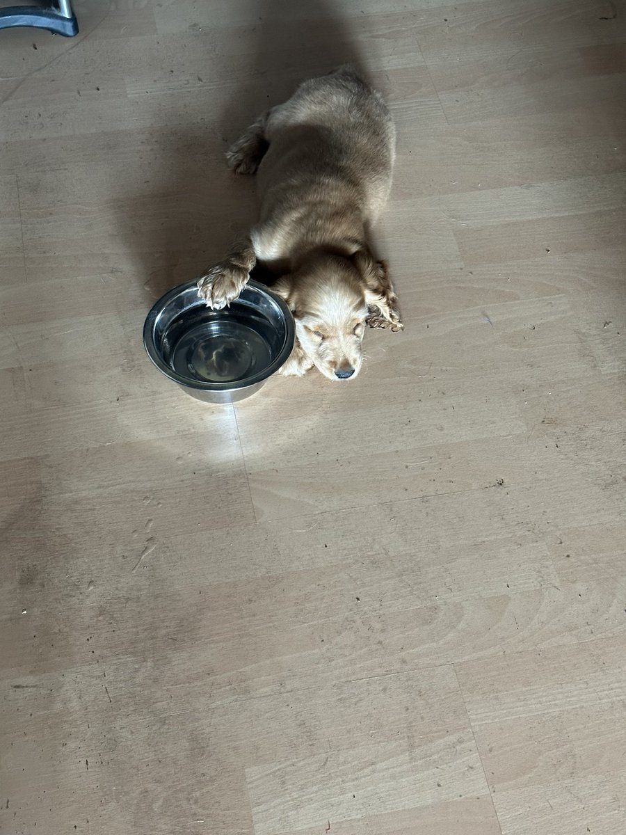 Freunde! Heute vor 2 Jahren bin ich bei Mama eingezogen. So war das damals in der ersten halben Stunde, so fertig war ich von der Heimfahrt 🙈
Kommt Ihr alle zur Party heute Abend? 
#twitterrudel