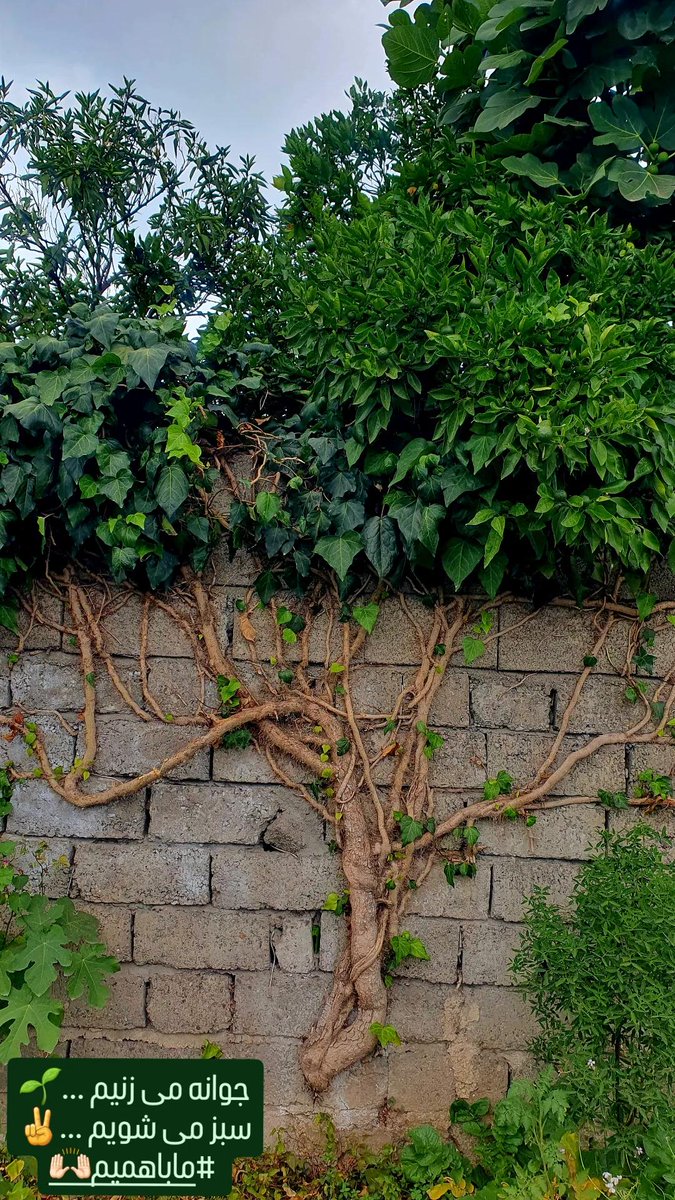 #جوانه_میزنیم🌱
#دوباره_سبز_میشویم