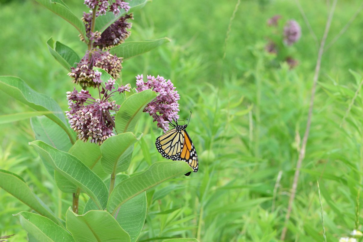 ComEd's tweet image. We’re excited to share that our prairie project at The @MortonArboretum has been recognized with the Tandem Global Award! 🏆 Our 6.8-acre site focuses on pollinator habitat enhancement and helps connect green spaces within the Morton Arboretum’s 1,700-acre complex of tree…