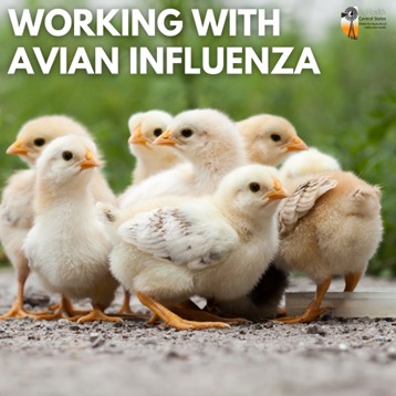 unmccscash's tweet image. 🐤 Working with poultry? Whether you're on a farm, in a coop, or helping with cleanup, proper PPE is your first line of defense against Avian Influenza!
Learn how to keep yourself and your workers safe 🔗 unmc.edu/publichealth/c…