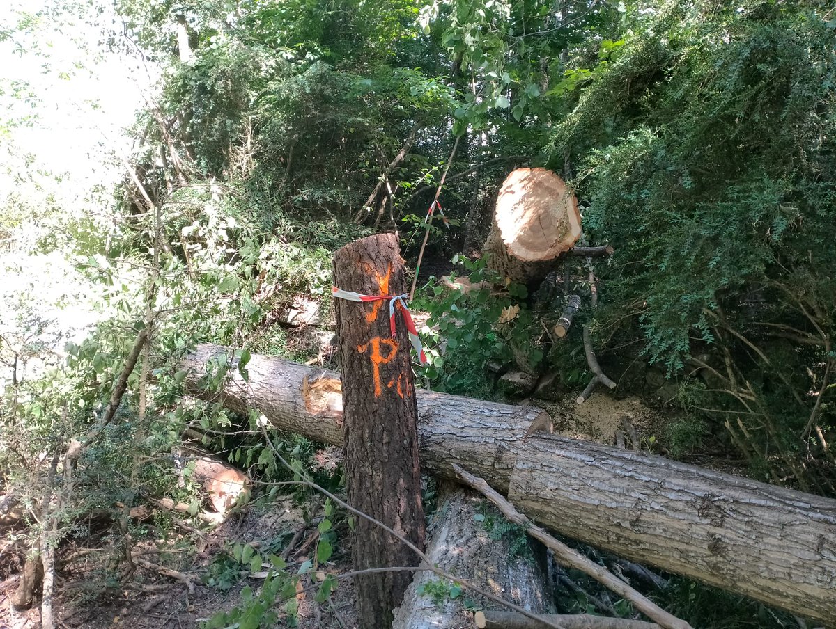 Desde Sos Ribagorza nos avisan que han empezado las talas, incluso de árboles centenarios, en el trazado de la telecabina de Benasque.
Obras financiadas con fondos europeos que deben cumplir la premisa de no causar daño significativo al medio ambiente. 🧵