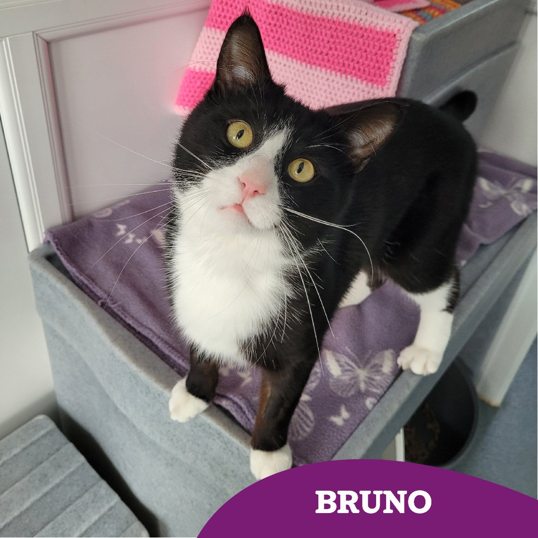 Fantastic news!!! 🎉🎉🎉

Our long-stay brilliant Bruno has been reserved ♥️♥️♥️♥️